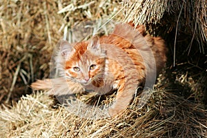 Kitten on hay