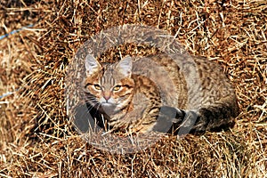 Kitten on hay