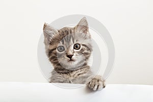 Kitten head with paw up peeking over blank white sign placard. Pet kitten curiously peeking behind white banner background with