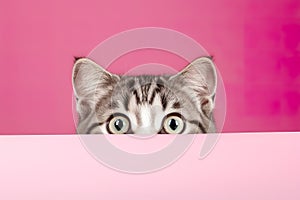 Kitten head with paws up peeking over blank sign placard. Pet kitten curiously peeking behind background