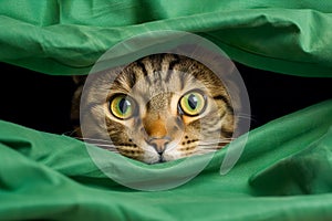 Kitten head with paws up peeking over blank sign placard. Pet kitten curiously peeking behind background