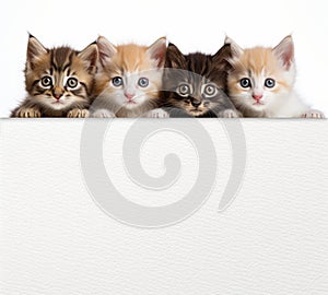 Kitten head with paws up peeking over blank white sign placard, Pet kitten curiously peeking behind white background, Tabby baby