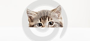 Kitten head peeking over blank white sign placard. Pet kitten curiously peeking behind white background. Tabby baby cat on placard