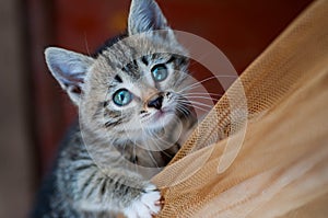 The kitten hides behind the curtain