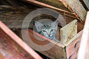 Kitten hides in heaped wooden crates. Shelter and safety. Homeless domestic cat. Exploration of the environment. Courage