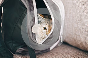 Kitten hiding in a backpack.