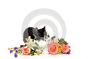 Kitten hiding behind flowers