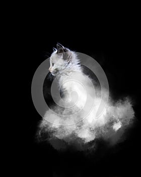 a kitten is hiding in clouds of smoke, with the black background