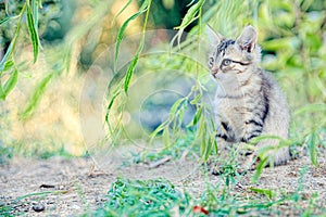 Gatito escondite en hojas apariencia pequeno botín aviso 