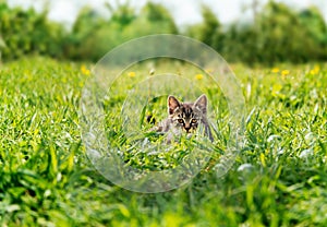 Kitten hiding among green grass