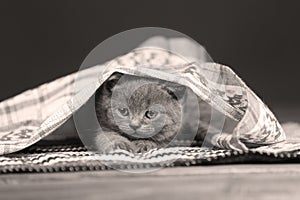 Kitten hiding under a small cloth