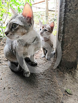 Kitten with his mother Village in East India