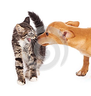 Kitten hissing at puppy