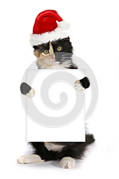 Kitten Holding Blank Sign Wearing Christmas Hat