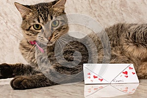 Kitten holding greeting card. Blank greeting card