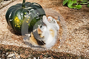 Kitten Holding Pumpkin With Front Paws photo