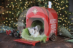 Kitten in a Holiday Christmas Mailbox.jpg