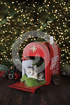 Kitten in a Holiday Christmas Mailbox.jpg