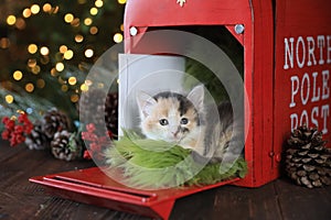 Kitten in a Holiday Christmas Mailbox.jpg