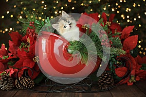Kitten in a Holiday Christmas Sleigh