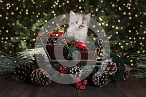 Kitten in a Holiday Christmas Sleigh