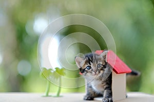 A kitten and house toy.Family Health Insurance Concept.Selected focus