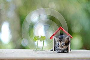 A kitten and house toy.Family Health Insurance Concept.Selected focus