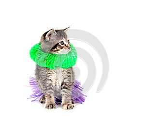 Kitten with hula skirt and green lay