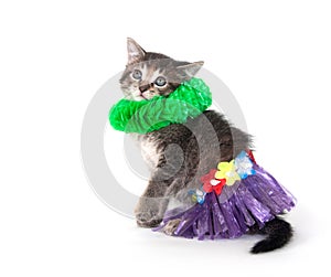 Kitten with hula skirt and green lay