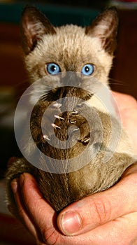 Kitten in a human palm