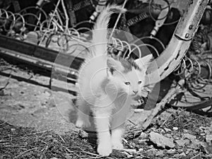 Kitten in industrial setting (black and white)