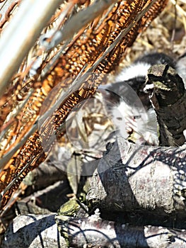 Kitten in industrial setting (color)