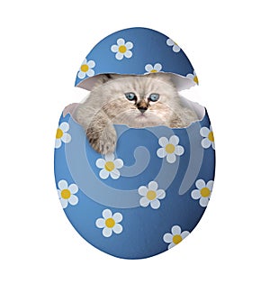 Kitten inside blue egg