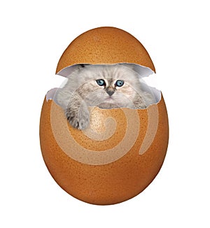 Kitten inside brown egg