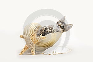 Kitten inside a conch shell, wearing pearl necklace, sand and starfish