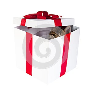 Kitten inside gift box