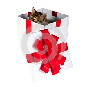 Kitten inside gift box