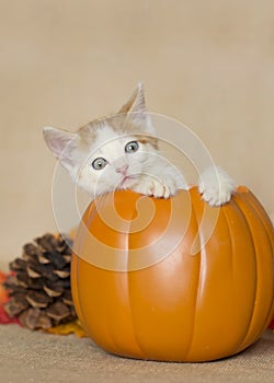 Kitten inside orange pumpkin looking funny