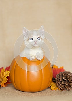 Kitten inside orange pumpkin looking funny