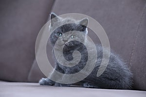 Kitten isolated portrait on the couch, cute face