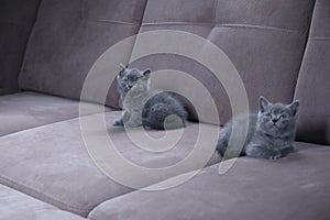 Kitten isolated portrait on the couch, cute face