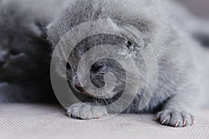 Kitten isolated portrait on the couch, cute face