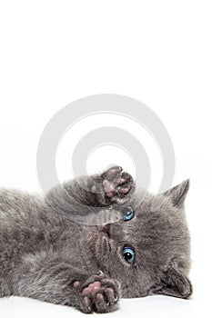 Kitten isolated on white.