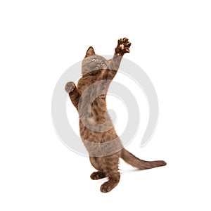 Kitten isolated on white.