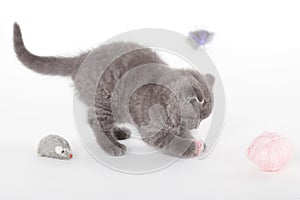 Kitten isolated on white background