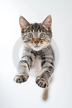 A kitten is jumping in the air and looking at the camera