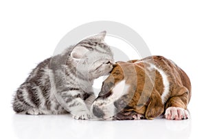 Kitten kissing puppy. isolated on white background