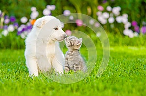 kitten kissing White Swiss Shepherd`s puppy on green grass photo