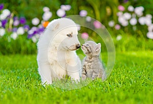 Kitten kissing White Swiss Shepherd`s puppy on green grass photo