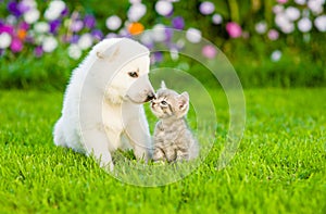 Kitten kissing White Swiss Shepherd`s puppyon green grass photo